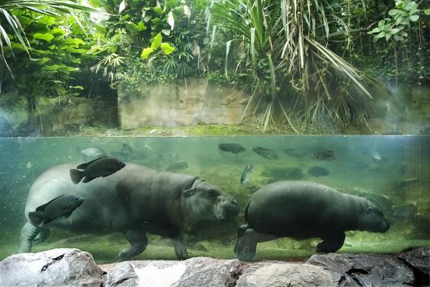 Сингапурский зоопарк предстанет в новом свете по случаю своего 45-летия