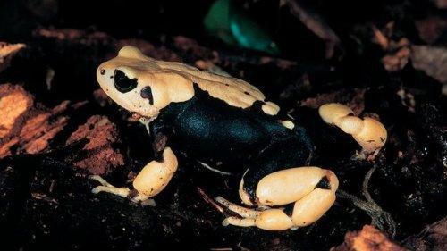 Самые необычные лягушки в мире: Топ-10