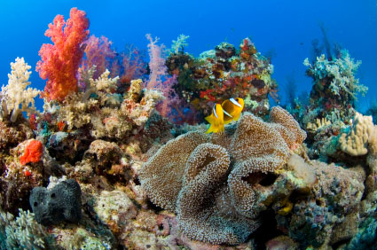 И кораллы посмотреть и выйти сухим из воды