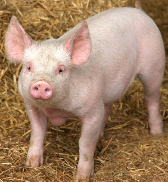 Диабетики едут в Новую Зеландию за свиньями