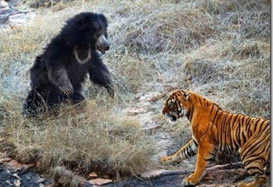 Туристы посмотрели на драку медведя с тигром