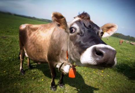 Голландец украл у немецкой коровы колокольчик