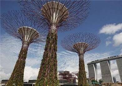 В Сингапуре сажают деревья из бетона