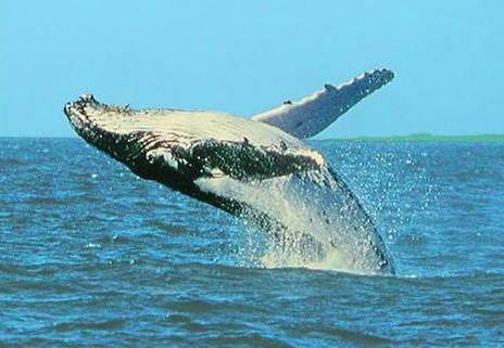 В Калифорнии поймали кита сетями
