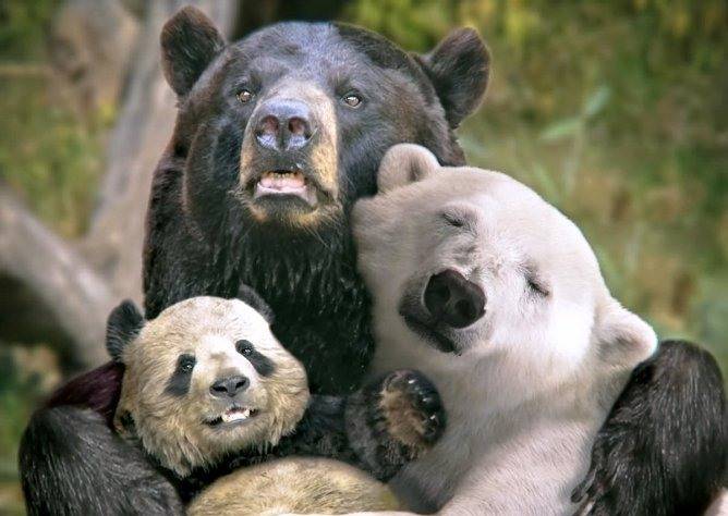В Украине освободят медведей из ресторанов