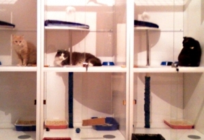 В отеле для кошек постояльцев морили голодом