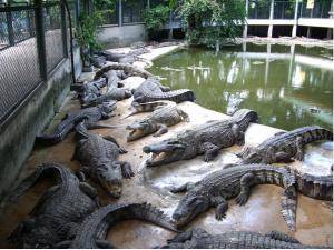 Крокодилы сбежали с фермы в Израиле