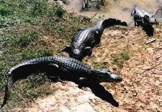 Десятки крокодилов вырвались на свободу в Таиланде