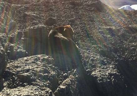 На вершине Килиманджаро нашли собаку-скалолаза