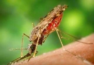 В Африке скоро вымрут малярийные комары