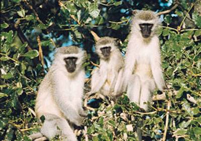 Индийский курорт разоряют обезьяны