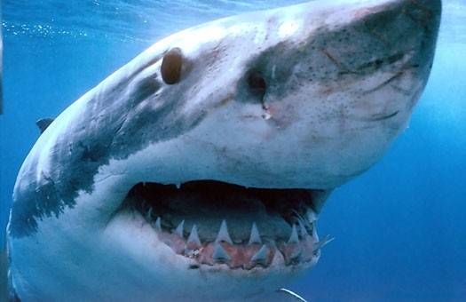 В Австралии акула-людоед убила американского дайвера