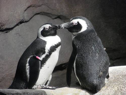 В зоопарке Торонто разлучат нетрадиционных пингвинов