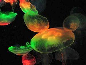 В Израиле медузы отравляют воду