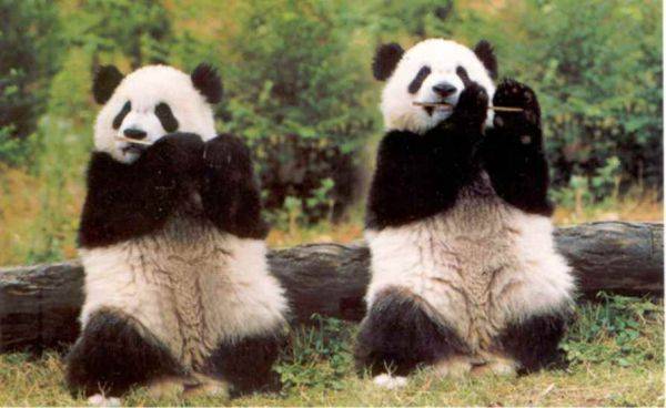 Китайцы подарят французскому зоопарку двух панд