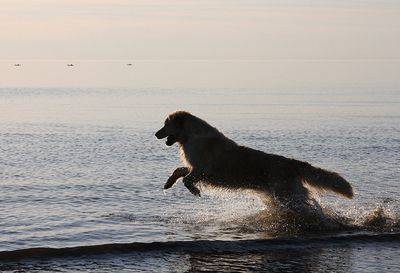 Суд из-за купания собаки в Ницце затягивается