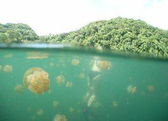 Дайверы полюбили озеро с медузами