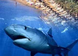 На египетских курортах вновь замечены акулы