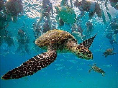 Туристы скоро не увидят черепах на Барбадосе