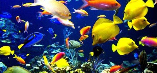В роскошном отеле Burj Al Arab поселились 40 видов экзотических рыб