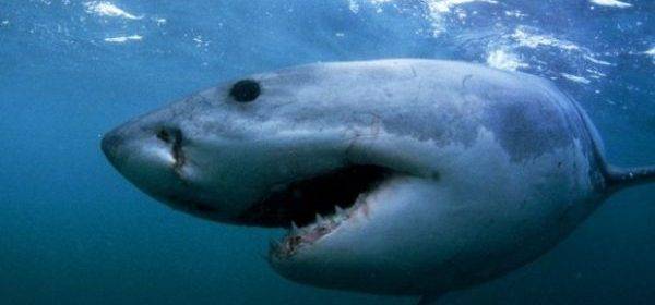 Акула напала на человека в Новой Зеландии