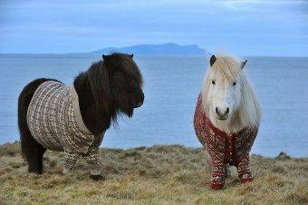 Шотландия: где живут самые модные пони