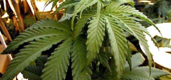 Уругвай легализовал продажу марихуаны