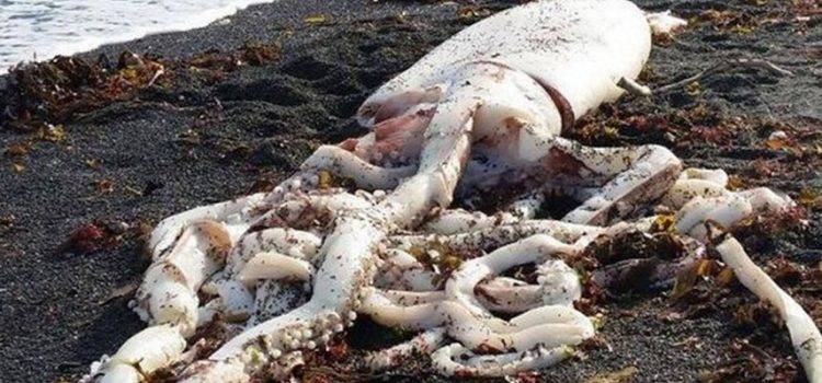 105-килограммового кальмара море принесло к галисийскому пляжу