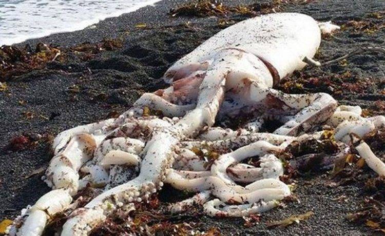 105-килограммового кальмара море принесло к галисийскому пляжу