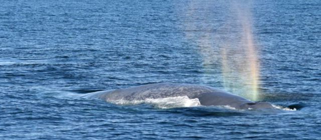 У побережья Галисии были замечены гигантские синие киты