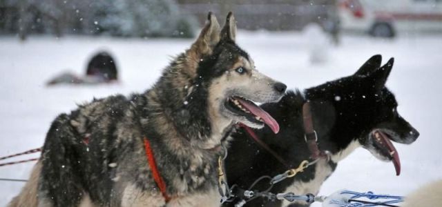 На «Алтайской зимовке» впервые состоится Фестиваль северных ездовых собак