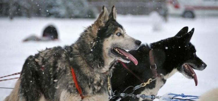 На «Алтайской зимовке» впервые состоится Фестиваль северных ездовых собак