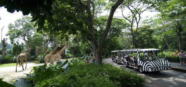 Сингапурский зоопарк предстанет в новом свете по случаю своего 45-летия