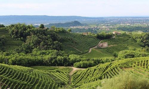 Сельское хозяйство в Италии