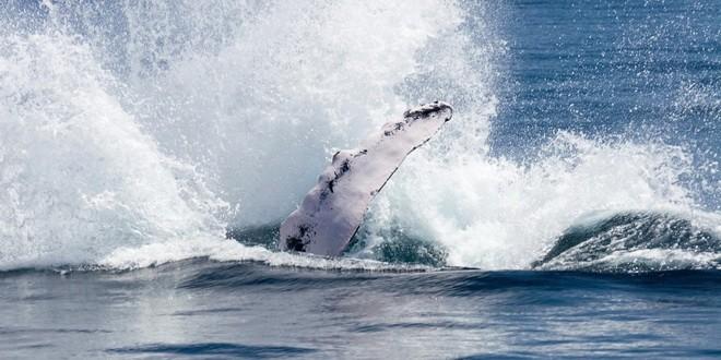 Мертвые киты могут привлекать туристов на Шпицберген