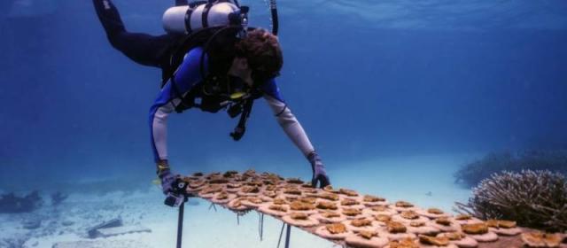 В Доминиканской Республике откроют Живой музей моря