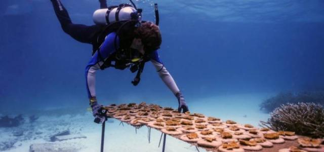 В Доминиканской Республике откроют Живой музей моря