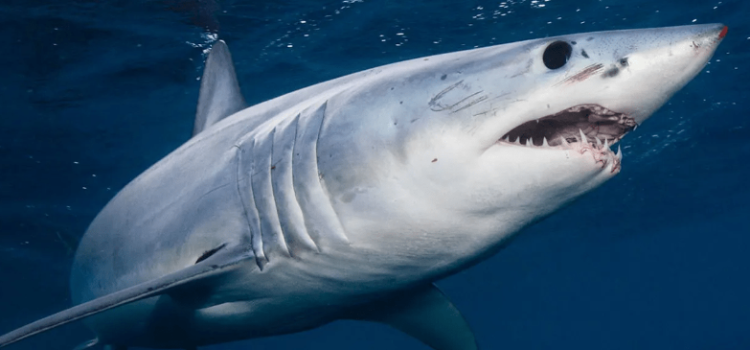 Безопасный отдых Египте: где плавать в Красном море после нападения акулы