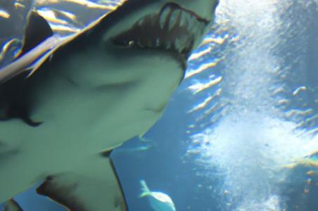 ТОП — 10 Самых насыщенных акулами вод мира