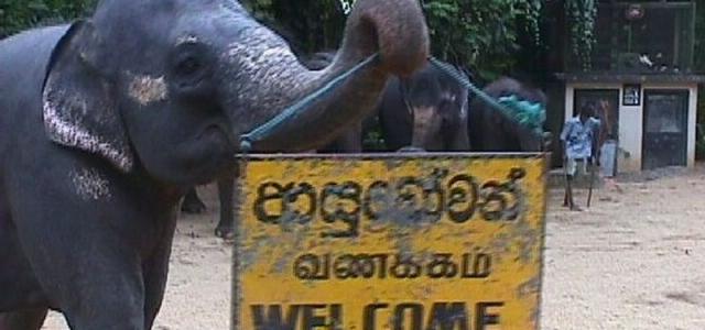 Приключение на Шри-Ланке: открытие величественной природы и исторического наследия<