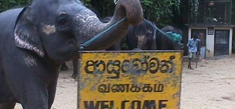 Приключение на Шри-Ланке: открытие величественной природы и исторического наследия<