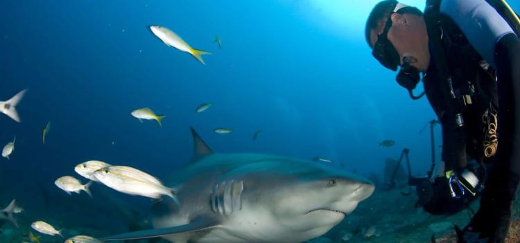 Куба открывает новый вид активного отдыха: плавание с акулами-быками