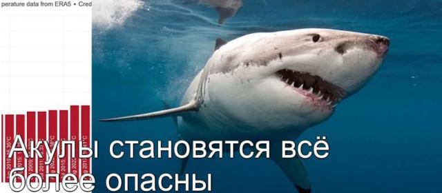 Случаи нападения акул на человека учащаются