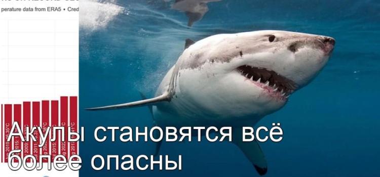 Случаи нападения акул на человека учащаются