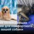 7 удивительных охлаждающих ковриков для собак
